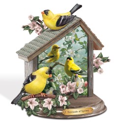 Sernade/spring Goldfinches